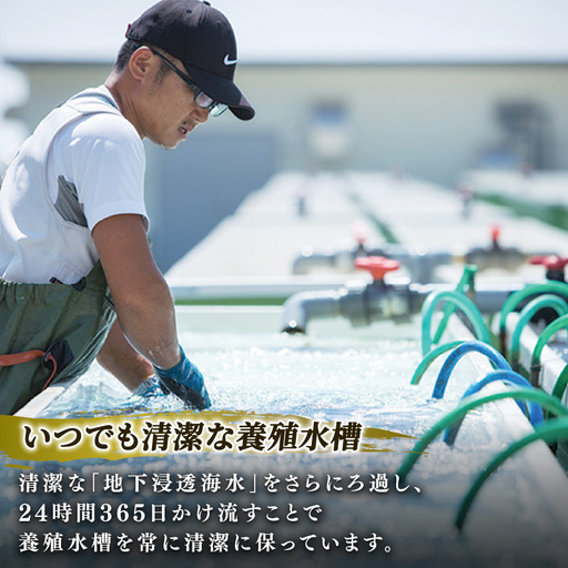 2026年10月30日発送 三陸翡翠あわび 30g×6個 冷凍 蒸し鮑 鮑 青空レストラン 蝦夷あわび あわび アワビ 鮑 Abalone